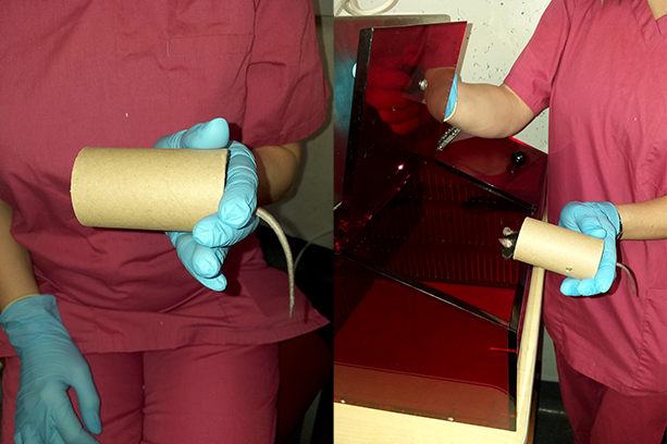 A person handling a mouse in a chamber
