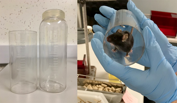 A split screen of two images. Two old plastic water bottles on the right and a brown mouse in a tunnel being held up