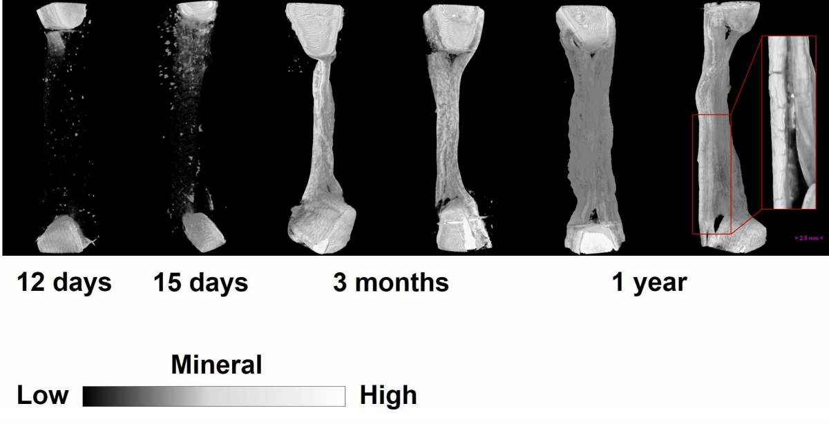 Development of mineralisation over time visualised by tomography