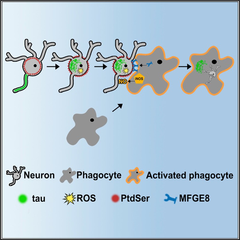 Proposed mechanism for how aggregated tau in neurons results  in the cell being phagocytosed.