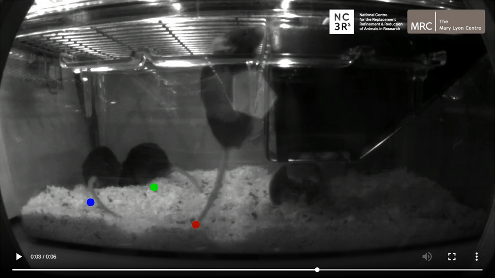 Mice in a tank being filmed