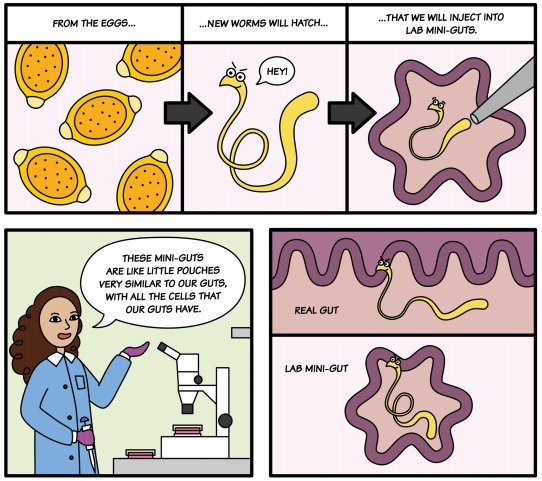 A childrens comic book with pictures explaining why they needed to bring their stool samples and what would be done with their samples in terms of further research back in Cambridge