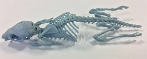 A 3D printed bone equivalent mouse skeleton