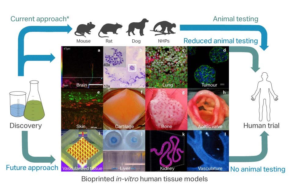 An infographic showing the application of bioprinting technologies to potentially improve drug and chemical development processes