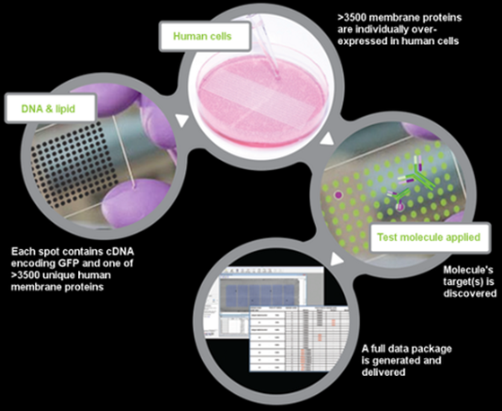 A graphic of the CRACK Solutions Phenotox. It shows the process of DNA and lipid, human cells and test molecule applied