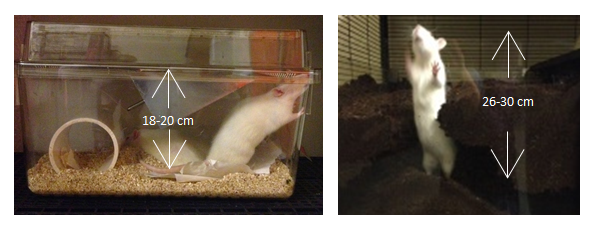 Two images showing a rat standing with dimensions on each image in relation to minimum cage height. On the first image the height is 18 to 20 cm, the other image the height is 26 to 30 cm