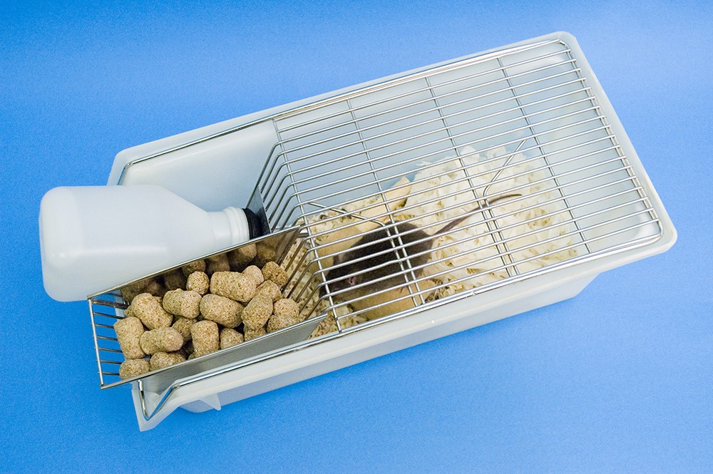 A conventional open-top cage used to house mice in laboratory settings. Features a plastic box topped with a metal grate with a side hopper to hold food and water. A black mouse can be seen through the metal grate.