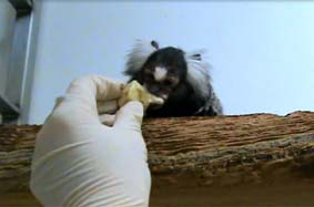 A marmoset being fed by hand