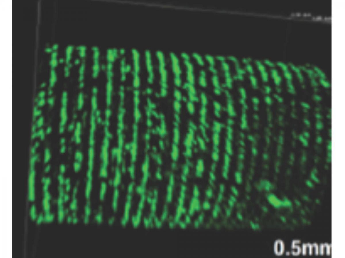 Patterning of human cells to form tissue-like constructs