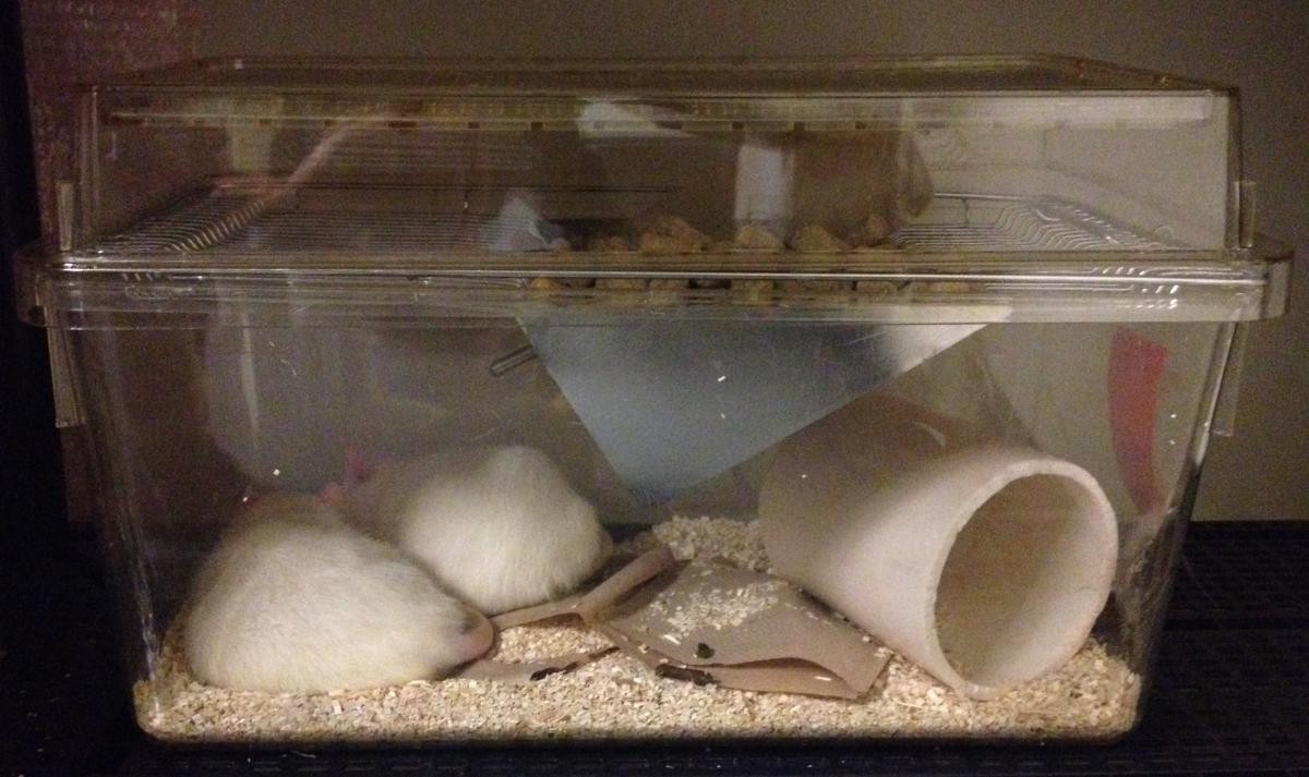 A standard cage with two rats inside