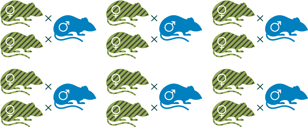 Diagram of a mouse mating scheme with 12 stripy female mice representing wild types and 6 solid coloured male mice representing heterozygotes. Each male mouse is separated from each of two female mice by a small x indicating breeding trios.