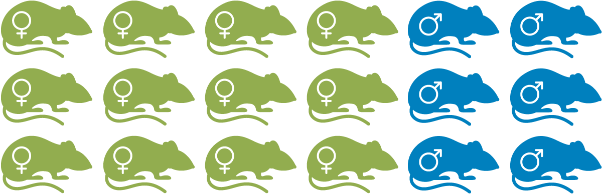 Diagram of mice retained for experiments from first mating (step 1), showing 12 solid coloured female mice and 6 solid coloured male mice, all representing heterozygotes.