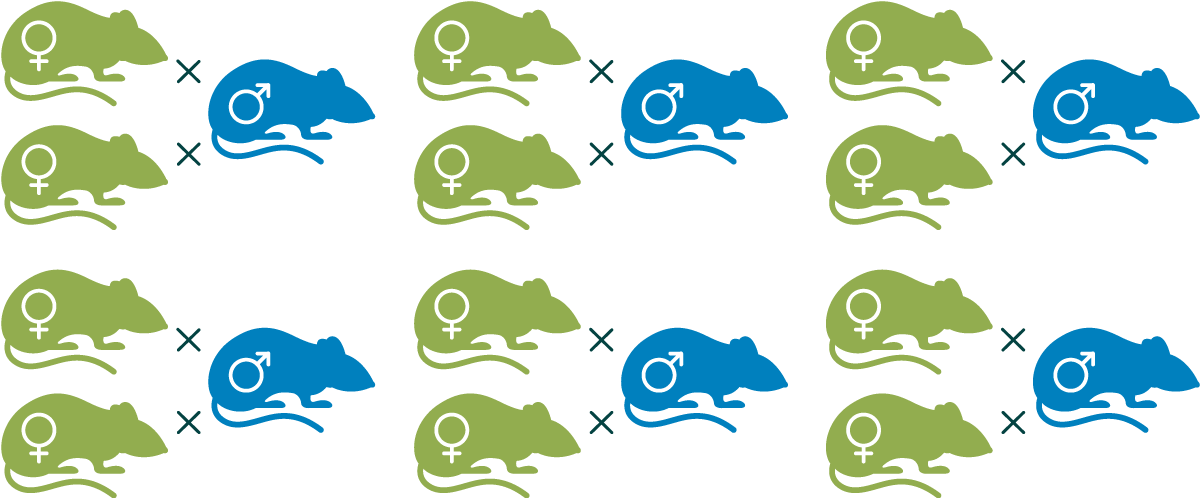 Diagram of a mouse mating scheme with 12 solid coloured female mice and 6 solid coloured male mice, all representing heterozygotes. Each male mouse is separated from each of two female mice by a small x indicating breeding trios.