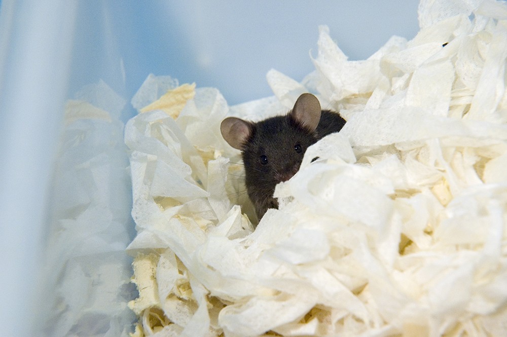 Black laboratory mouse in its nest surrounded by bedding, you can see the mouses upper head, ears and nose