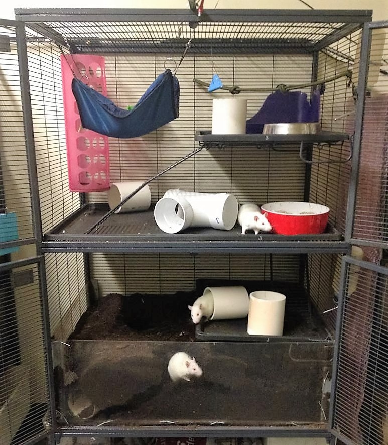 A semi-naturalistic cage with three levels. A rat is on each level