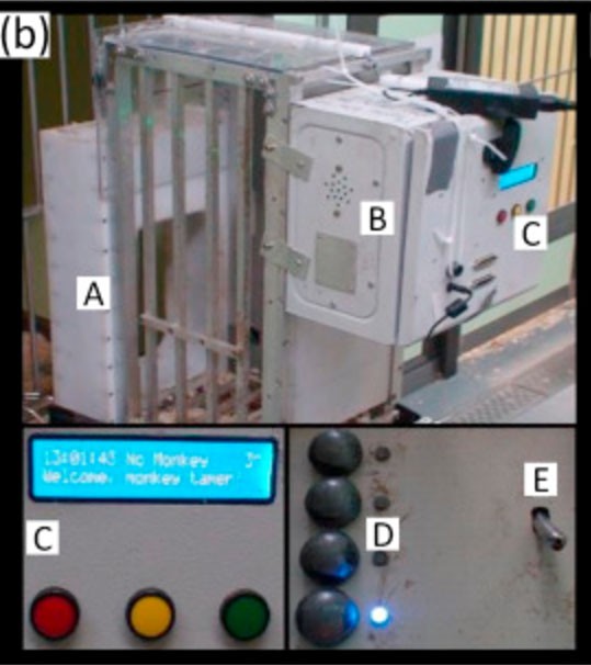 Research facility version of the automated training system, comprising (A) entry tunnel with RFID coil and reader, (B) task box (C) technician user interface, (D) coloured cue LEDs and response buttons, and (E) spout for fluid reward delivery