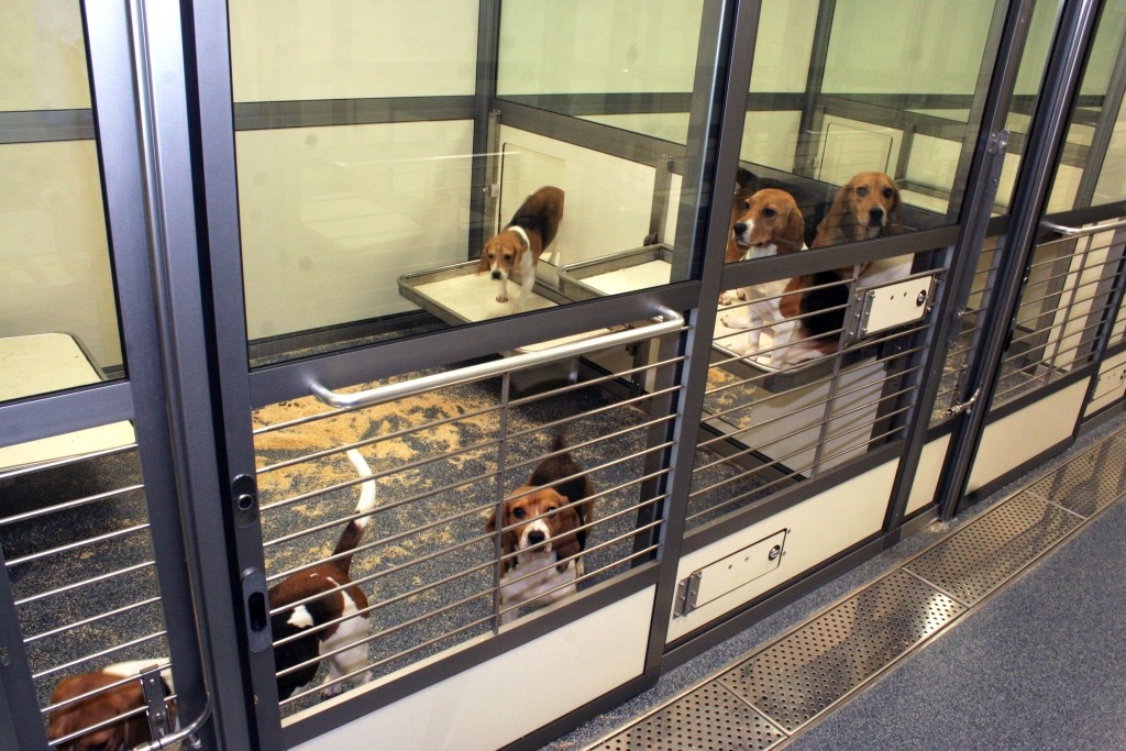Laboratory housed dogs in home pens, AstraZeneca facility