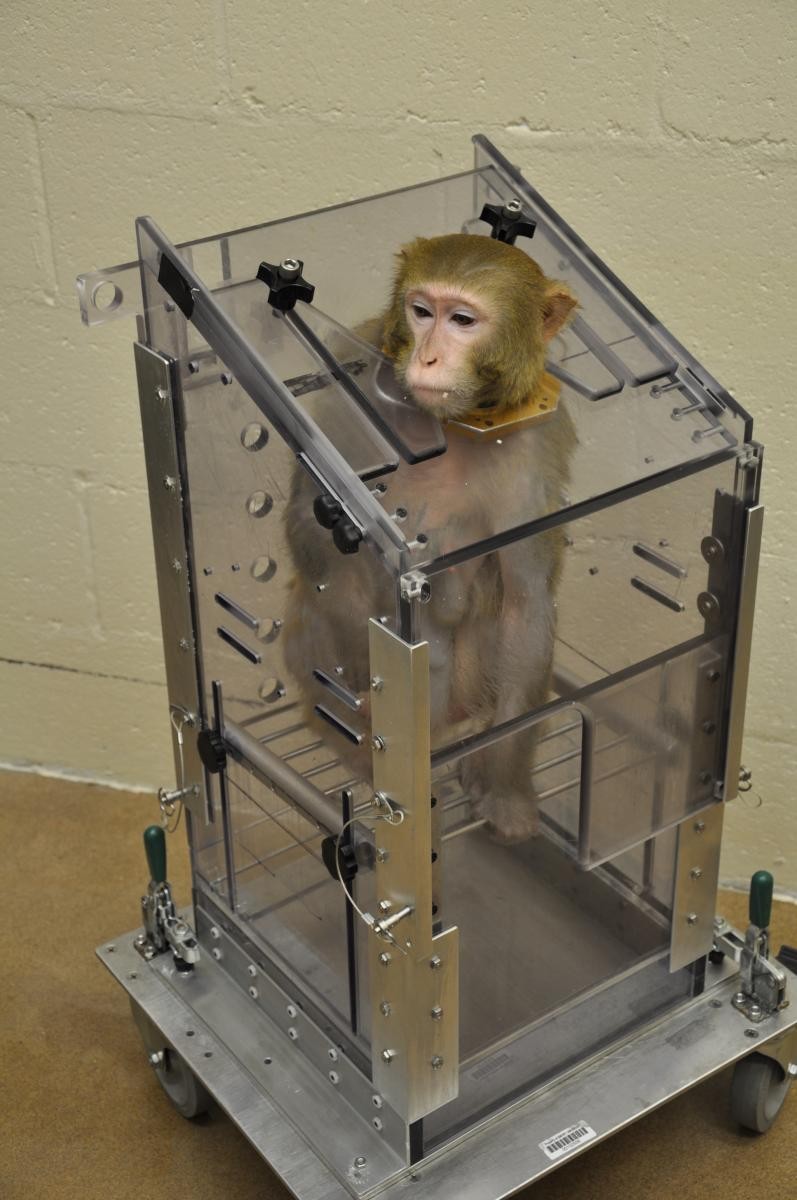 A monkey in a chair restraint 