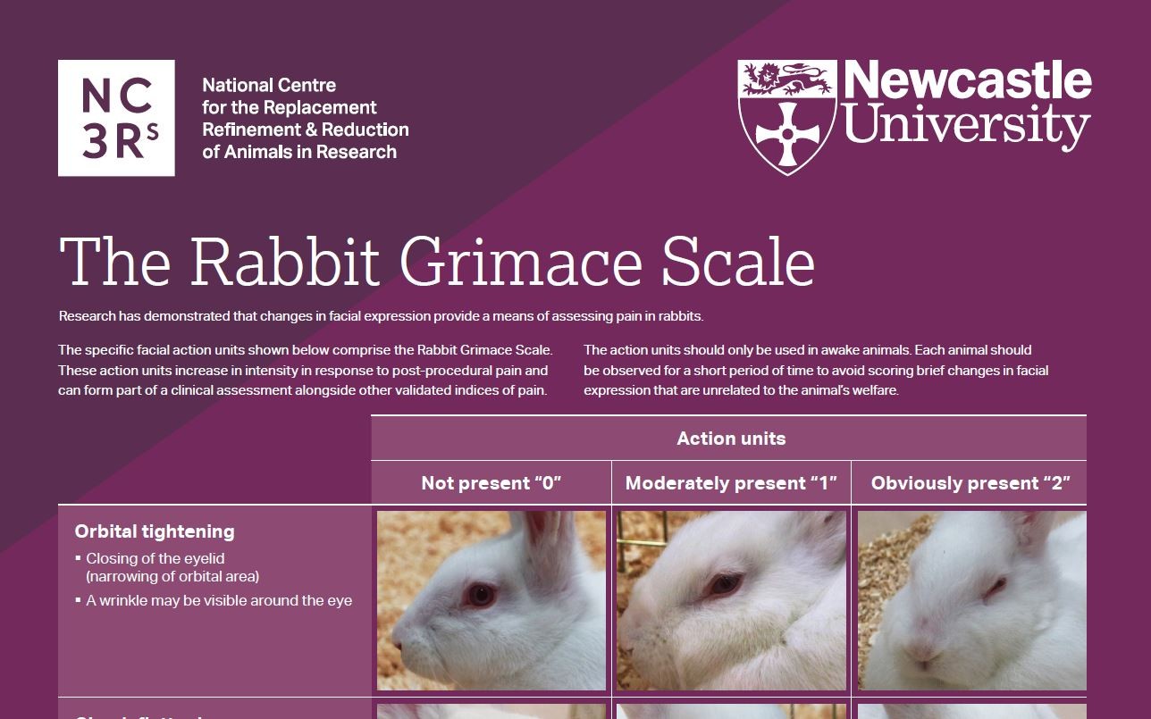 Screenshot of the top third of the rabbit grimace scale poster showing the orbital tightening facial action units