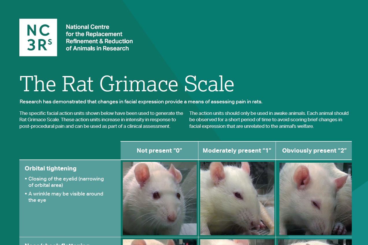 Screenshot of the top third of the rat grimace scale poster showing the orbital tightening facial action units