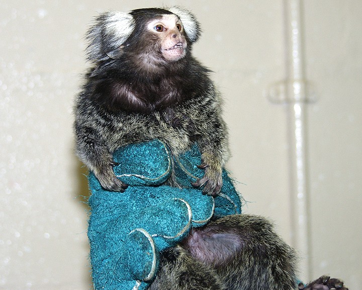 A common marmoset being held by a hand wearing a blue glove. The marmoset is staring with bared teeth and ear tufts flattened - these visual patterns can signify fear and submission.