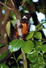 The colours in the photo of the tamarin and the foliage are bright and vivid.