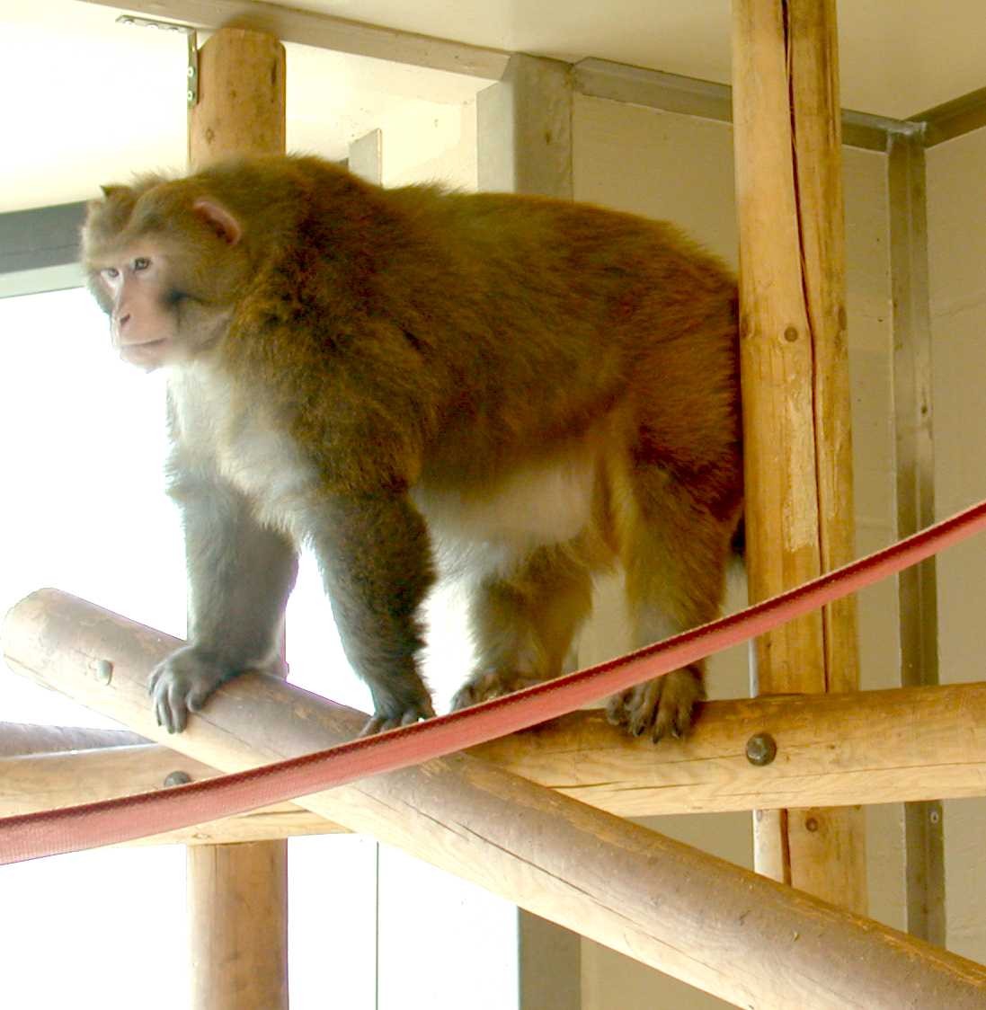An adult male rhesus macaque male erects his fur in response to an approaching veterinarian.