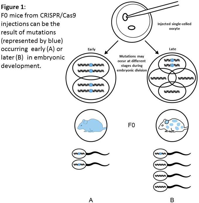 Figure 1: F0 mice from CRISPR/Cas9 injections can be the result of mutations occurring early or later in embryonic development.