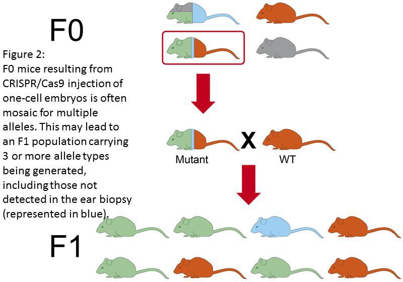 Figure 2: F0 mice resulting from CRISPR/Cas9 injection of one-cell embryos is often mosaic for multiple alleles. This may lead to an F1 population carrying 3 or more allele types being generated, including those note detected in the ear biopsy.