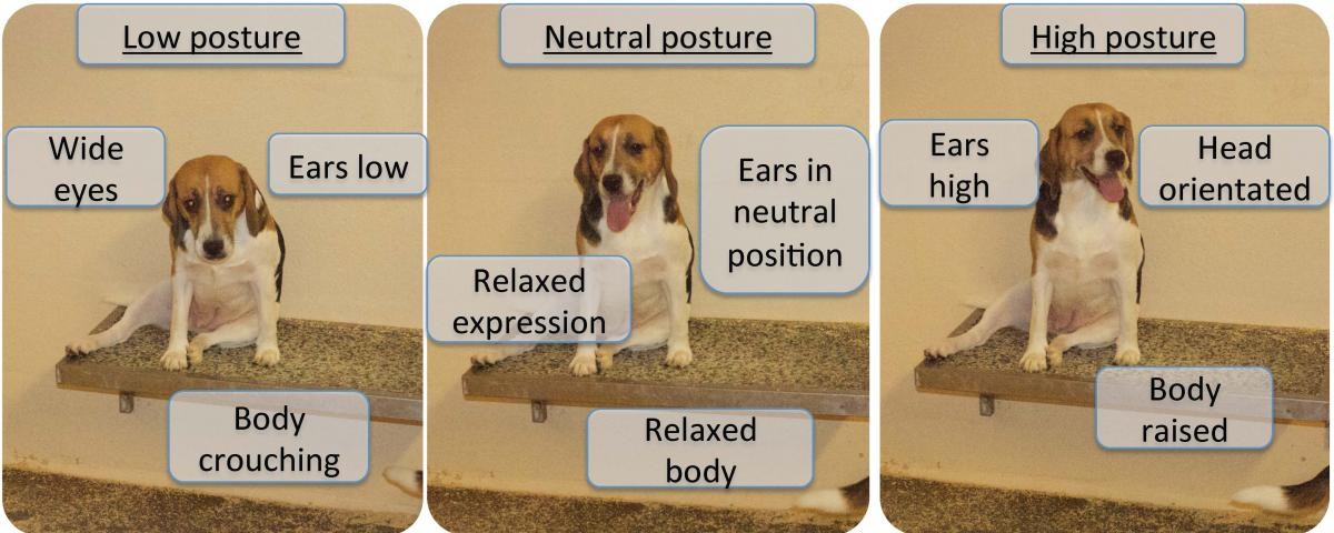 First image shows indicators of low posture: wide eyes, low ears and a crouched body position. Second image shows indicators of a neutral posture: relaxed expression, ears in neutral position and a relaxed body. The third image shows indicators of high posture: ears high, head orientated and body raised.