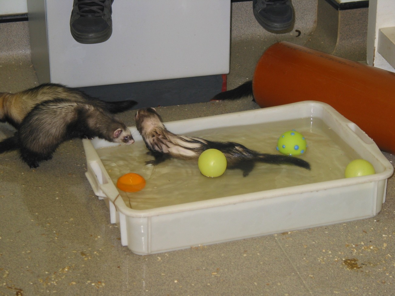 Ferrets swimming