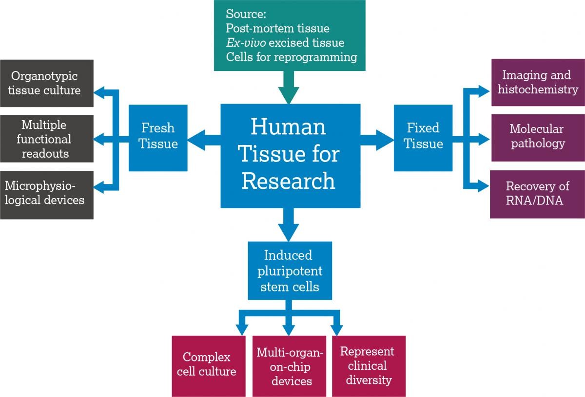 A flow diagram showing the types of human tissue that can be sourced. The first box lists the three common sources of tissue: Post-mortem tissue, ex-vivo excised tissue and cells for reprogramming. This feeds into the centre box: Human Tissue for Research. 3 types of tissues or cells that come off from this box. Fresh tissues can be used for organotypic culture, multiple funcitonal readouts and microphysiological devices. Fixed tissues can be used for imaging and histochemistry, molecular pathology or recov