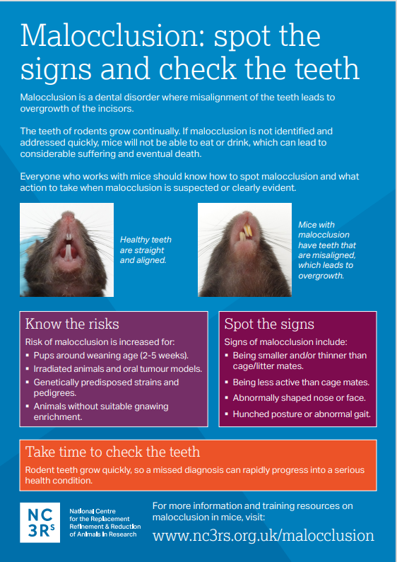 The malocclusion poster