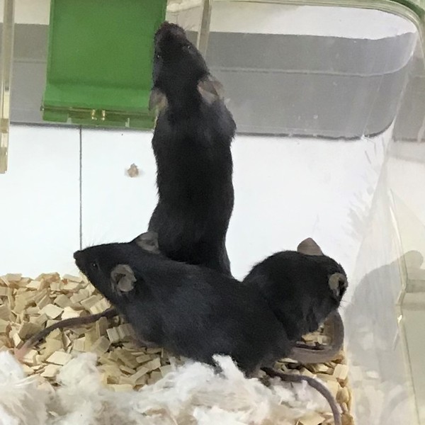 Three mice in a cage, one of which is smaller than the others and hunched over.