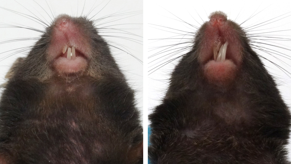 Views of two mice's heads from below, demonstrating unhealthy, maloccluded teeth.