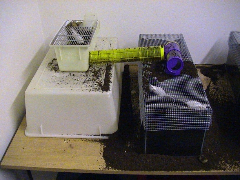 Apparatus for investigating the strength of motivation of mice to burrow