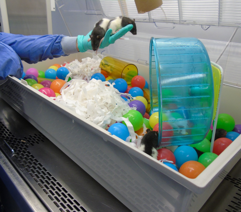 Rats in a playpen with plastic balls, bedding and a plastic wheel