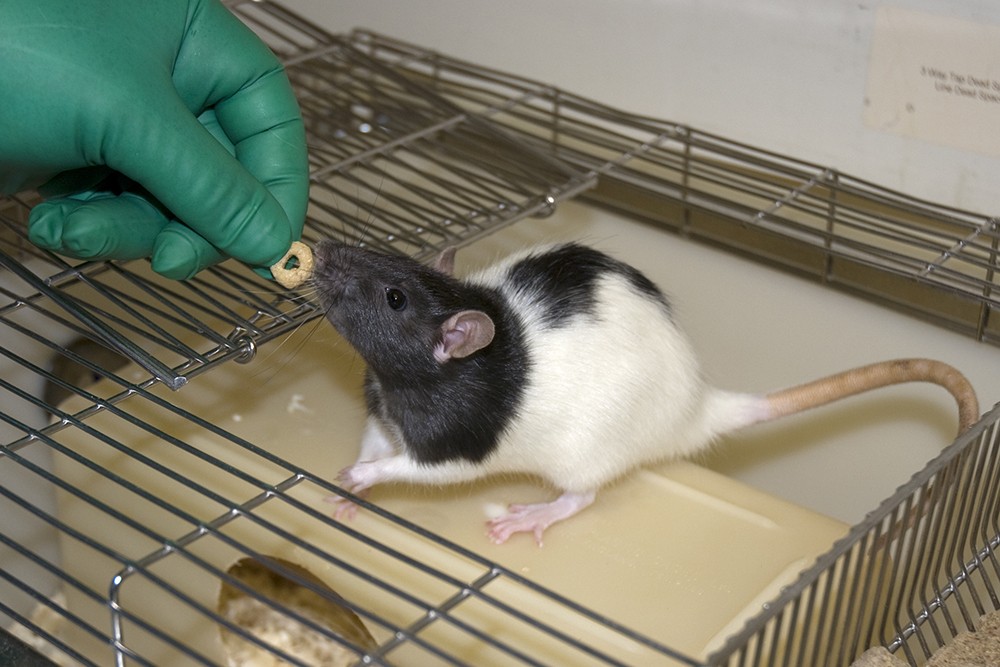 The Early History of the Lab Rat