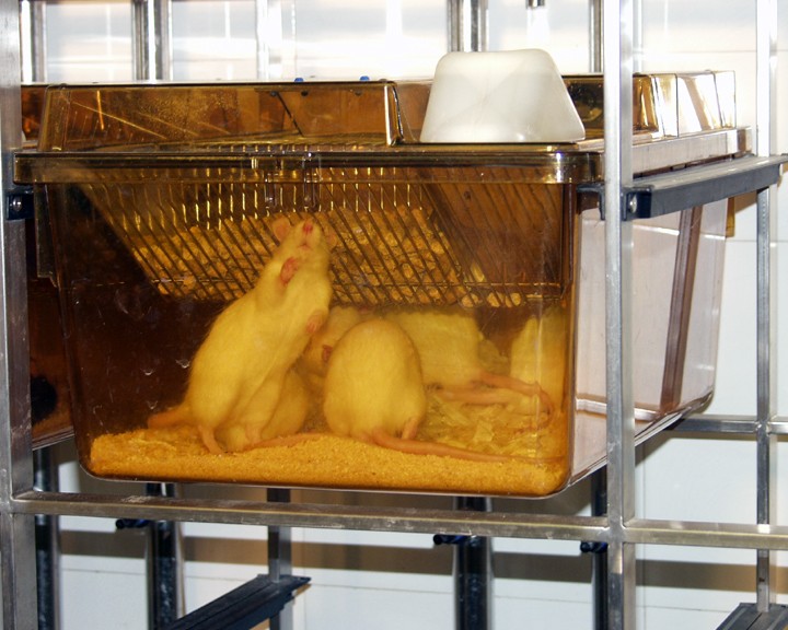 A cage containing white rats. The cage is made of a yellow tinged plastic and has a wire food hopper visible. Five rats are visible, four are turned away from the camera, the one closest is rearing up in the space in front of the food hopper.