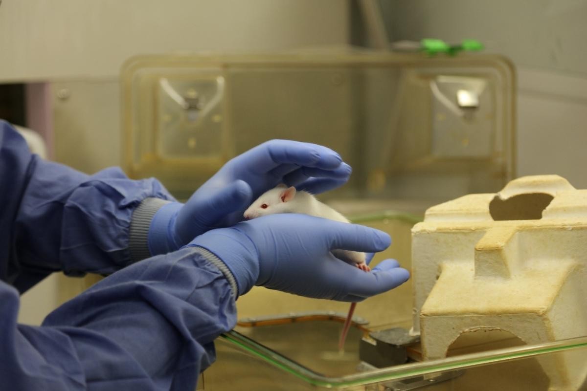 A white rat being held by a technician who is wearing laboratory gloves and a gown. The technician's lower hand is relatively flat, and the rat is sitting comfortably on the hand. The technician's other hand is placed loosely over the top of the rat above its head. Rat caging and cardboard enrichment can be seen in the background.