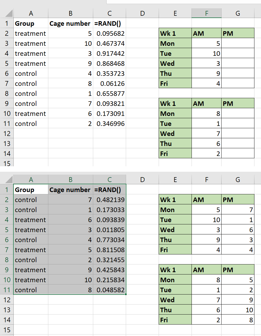 Steps 6-8: randomising cages into morning and afternoon slots.