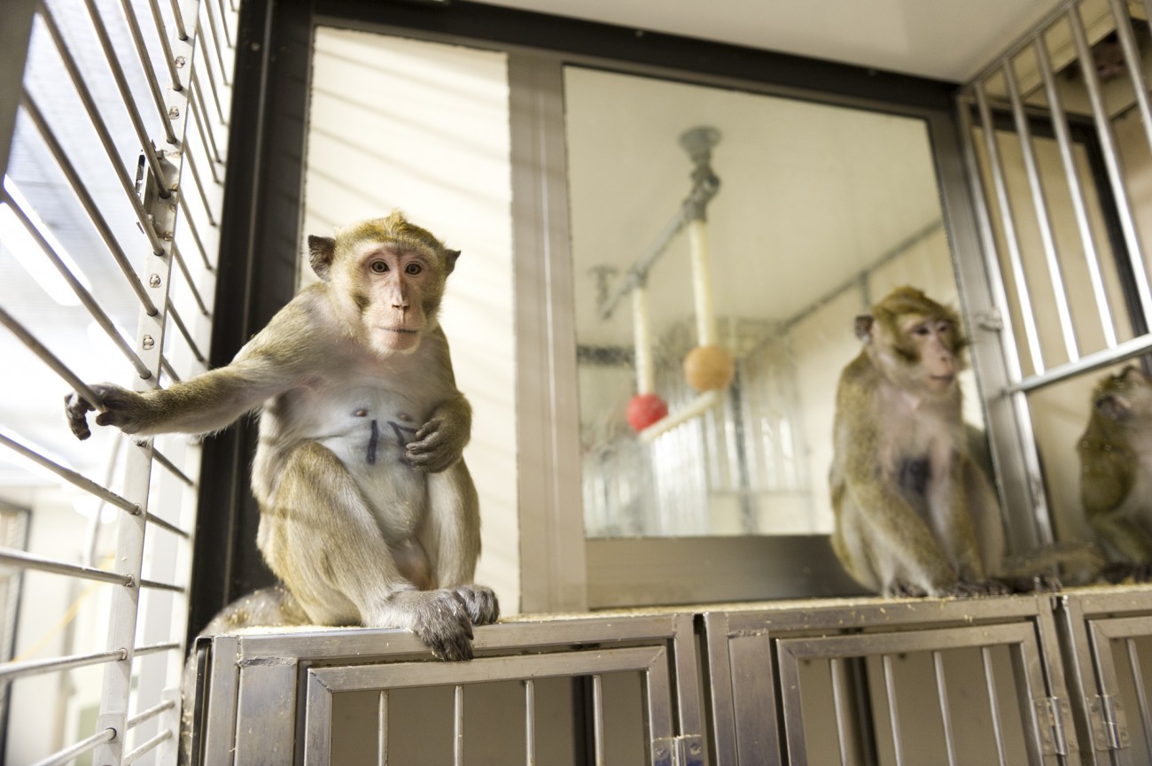Three male cynomolgus macaques sitting in their laboratory enclosure. One animal is looking at the camera. The enclosure is made of a steel frame with Trespa panels and glass windows. A window into the adjacent enclosures shows a plastic and metal perch suspended perch from the ceiling.
