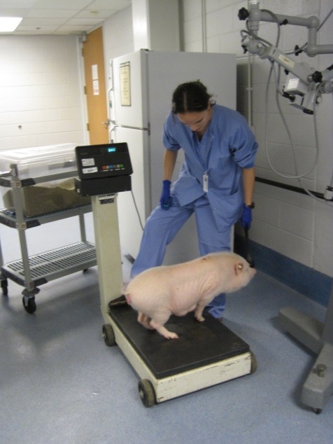 A pig in a laboratory. The pig has been trained to stand on the scale, and has voluntarily climbed onto the scale for routine weighing.