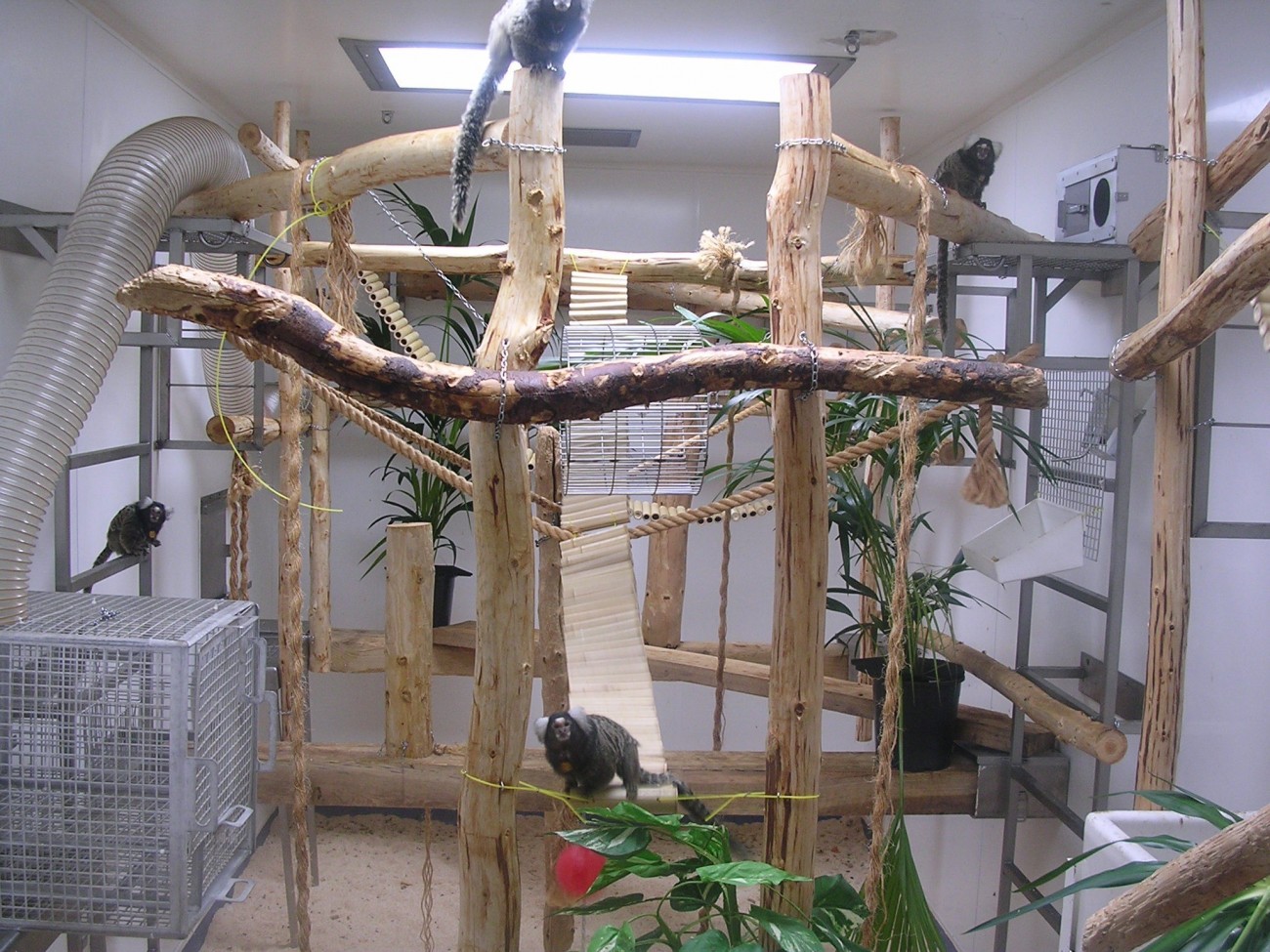 A family group of common marmosets housed in a laboratory room. Four marmosets are perching on wooden branches and metal frames, which fill the available room space. Other enrichment in the room includes suspended ropes and plants. There is artificial lighting in the ceiling and sawdust on the solid floor. On the left hand side is a small mesh cage, used to capture the animals, and also flexible tubing, which gives the monkeys access to an outdoor enclosure on the roof of the laboratory.