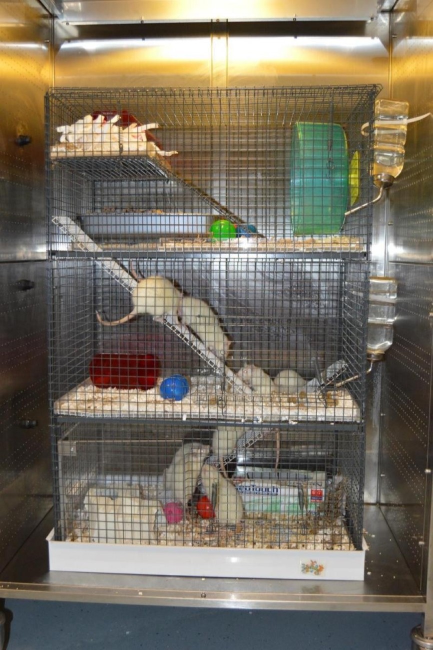 Mouse Cage Enrichment Loft - Animal Care Systems