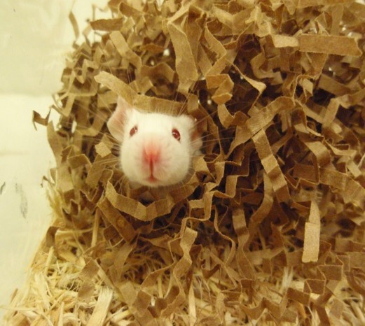 A mouse looks out of a nest