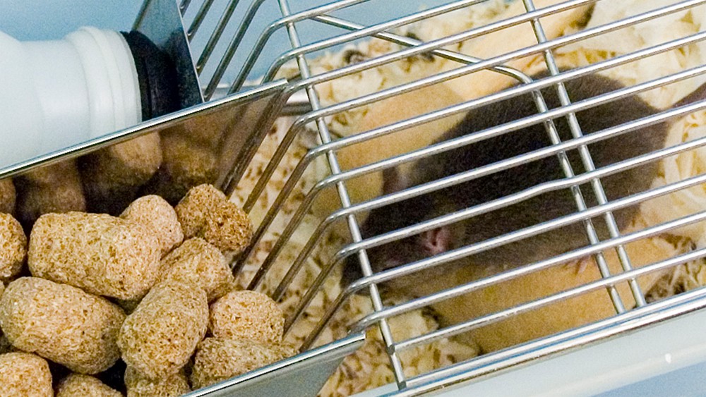 Food restriction in rodent studies – is it necessary and how could it  affect your data and animal welfare? | NC3Rs