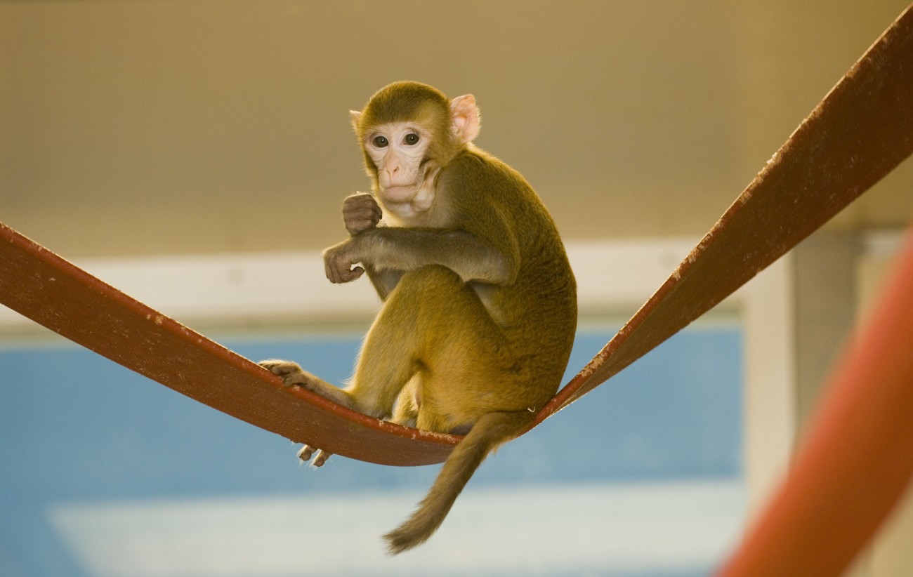 Juvenile rhesus macaque sitting on a swing made of fire hose