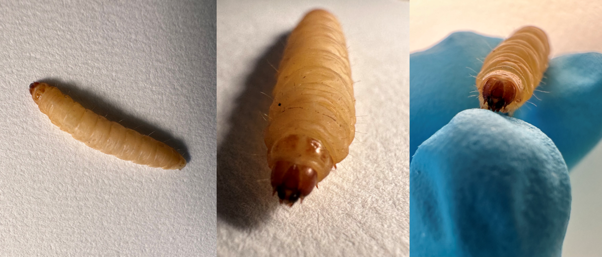 Three image panels of Galleria, the first panel taken from above, the second from in front and the third on a hand to show the scale of the larva.