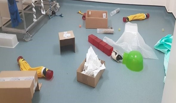 A black and white rat plays on the floor surrounded by enrichment items, including a tunnel, boxes and other items to encourage rat natural behaviours.